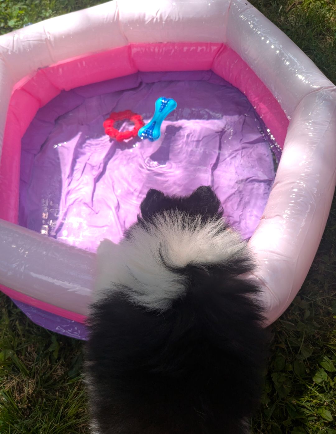 Puppy Pool Party!!