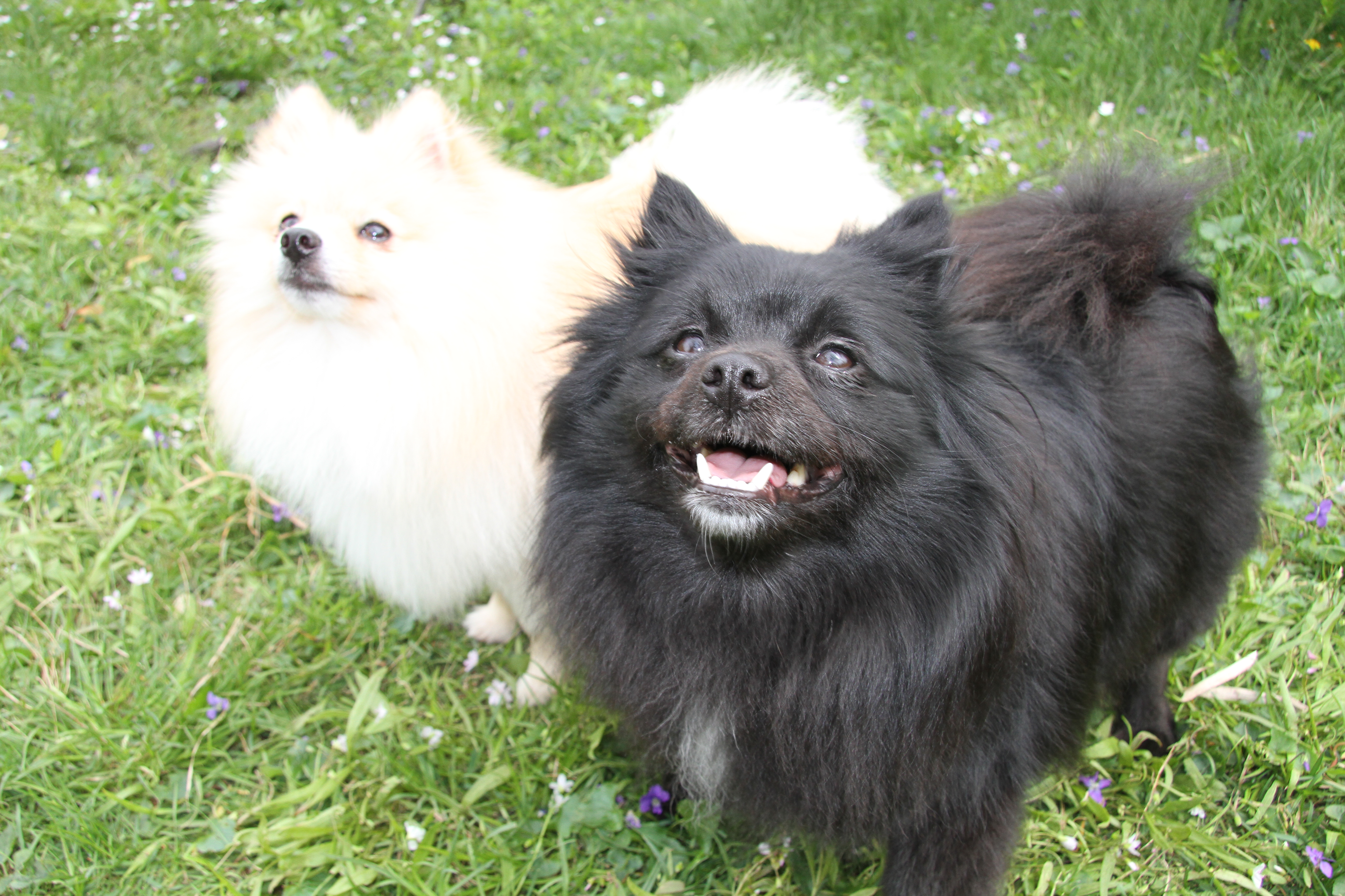 Mother and Father Pomeranian