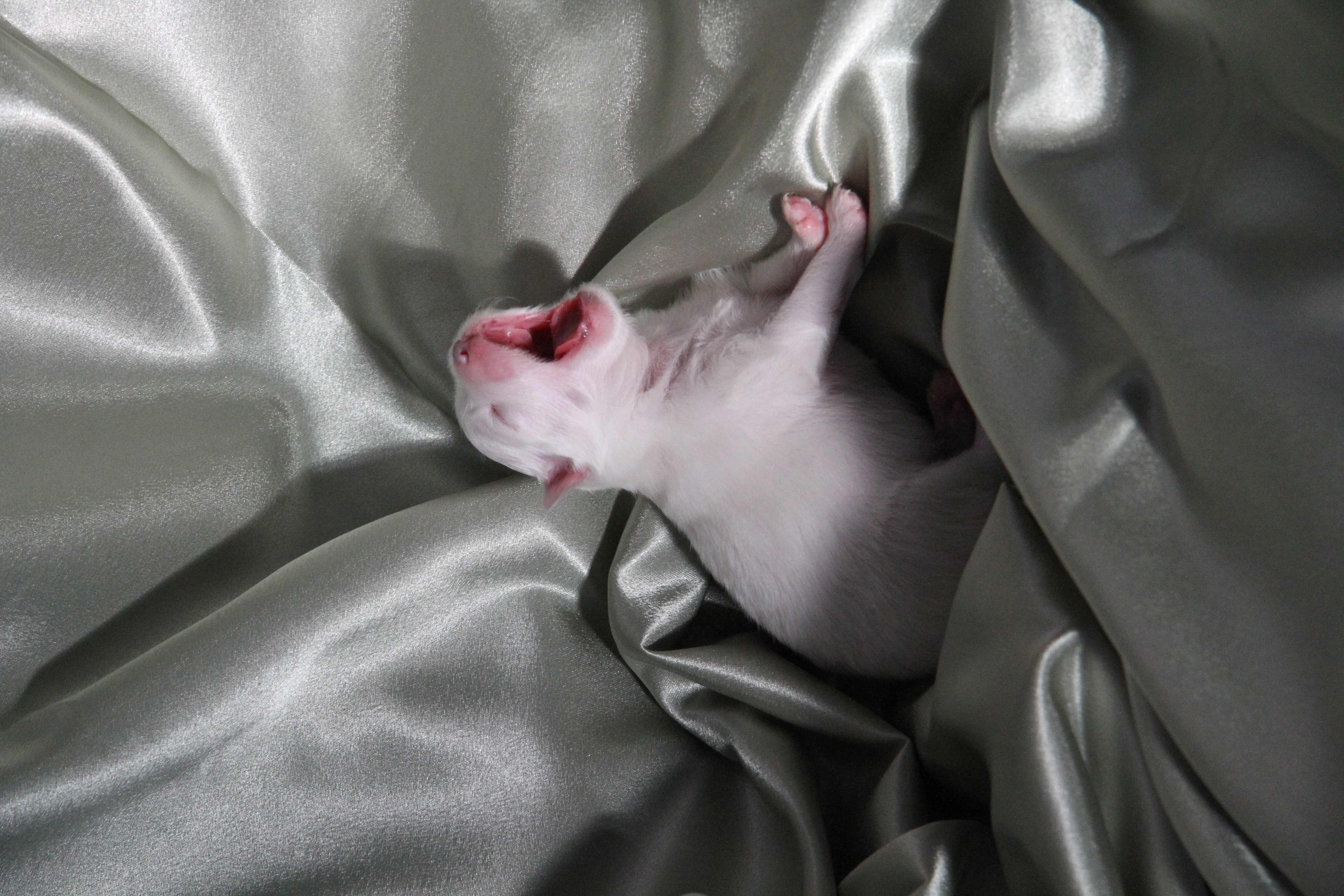 Cotton